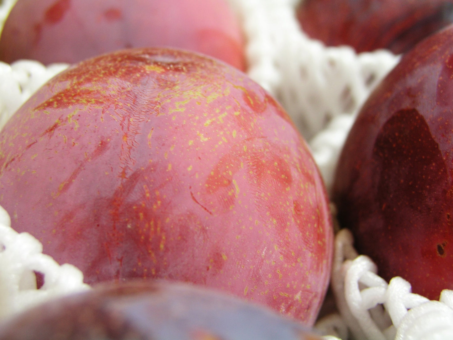 すもも【貴陽】