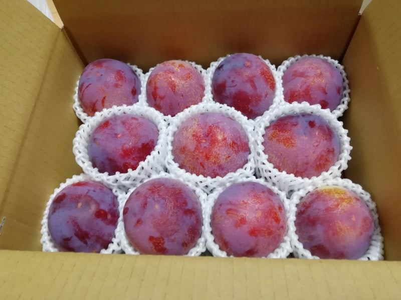 すもも【貴陽】