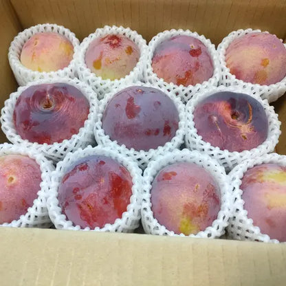 【訳あり】スモモ【貴陽】